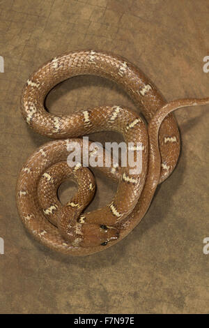 Serpent, Loup Lycodon sp. Mumbai, Inde Banque D'Images