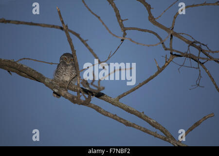 Spotted owlet (Athene brama), les BCN, Bangalore, Inde Banque D'Images