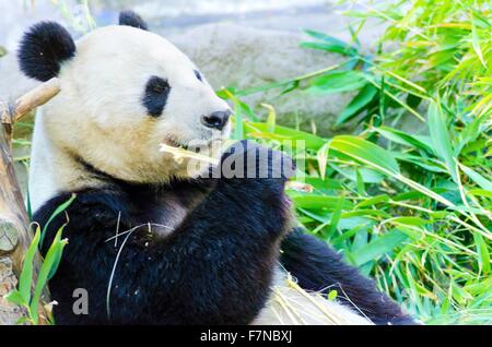 Un mignon adorable ours panda géant adultes paresseux manger le bambou. L'Ailuropoda melanoleuca se distingue par la grande parcelles noires aro Banque D'Images