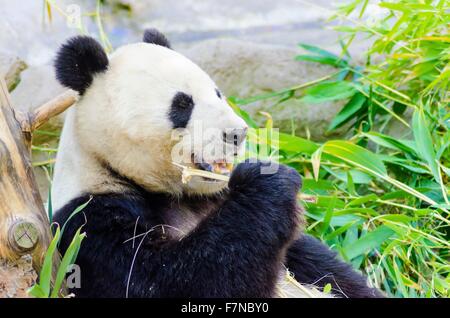 Un mignon adorable ours panda géant adultes paresseux manger le bambou. L'Ailuropoda melanoleuca se distingue par la grande parcelles noires aro Banque D'Images