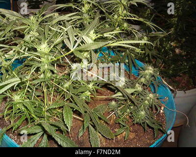 Les plantes de cannabis sont cultivées aux Etats-Unis en 2014. Le Cannabis, communément connu comme la marijuana est une préparation de la plante de cannabis destiné à être utilisé comme un médicament psychoactif et que la médecine. Banque D'Images