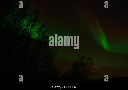 Vivid forte et dynamique des aurores boréales sur le ciel nocturne au-dessus de la forêt gelée froide en décembre Banque D'Images