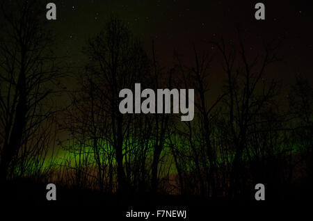 Vivid forte et dynamique des aurores boréales sur le ciel nocturne au-dessus de la forêt gelée froide en décembre Banque D'Images