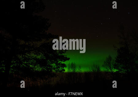 Vivid forte et dynamique des aurores boréales sur le ciel nocturne au-dessus de la forêt gelée froide en décembre Banque D'Images