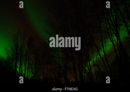 Vivid forte et dynamique des aurores boréales sur le ciel nocturne au-dessus de la forêt gelée froide en décembre Banque D'Images