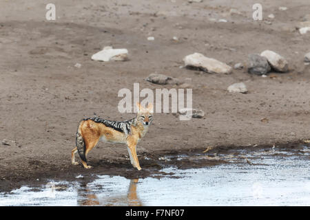 Soutenu noir chacal, Canis mesomelas, debout à regarder un point d'appareil photo. Parc National d'Etosha, Namibie Banque D'Images