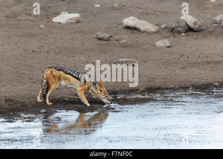 Le Chacal, Adossé noir (Canis mesomelas), au point d'eau potable, Etosha National Park, Namibie Banque D'Images