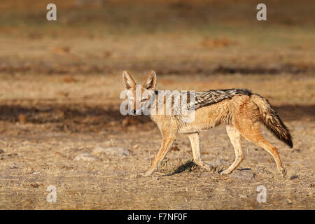 Chacal noir soutenu (Canis mesomelas) exécutant même temps ressemble à l'appareil photo. Parc National d'Etosha, Namibie Banque D'Images