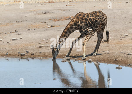 Girafe buvant (Giraffa Camelopardalis) se pencher vers le bas pour boire au trou d'eau. Parc national d'Etosha, Namibie Banque D'Images