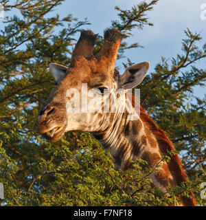 Girafe (Giraffa Camelopardalis) manger la langue, Giraffe gros plan.Parc national Kruger, Afrique du Sud Banque D'Images