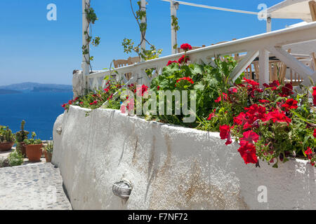 Floraison de géranium, mur blanc, Oia, Santorini Cyclades Îles grecques Grèce plantes murales Banque D'Images