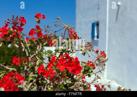 Floraison de géranium, mur blanc, Oia, Santorin Grèce Îles Grecques Cyclades fleurs Banque D'Images