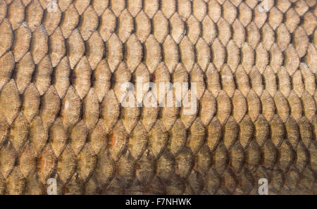 La texture des écailles de poisson Banque D'Images