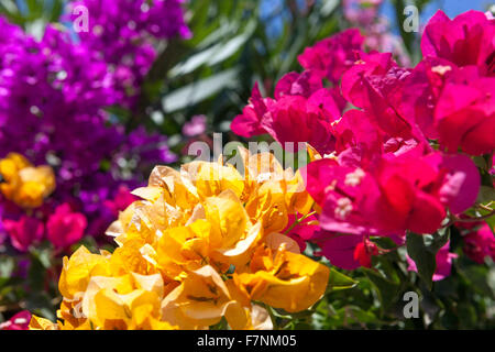 Fleurs de bougainvilliers, des variations de couleurs, Santorini Cyclades Grèce îles Grecques Banque D'Images