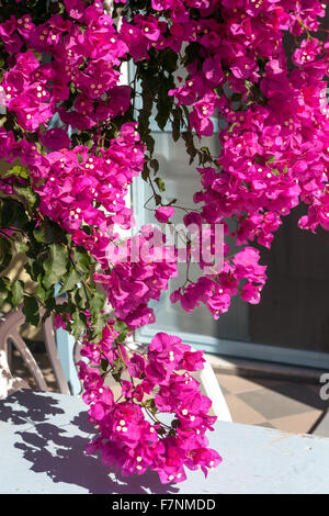 Bougainvilliers vigne à fleurs Santorini Cyclades Grèce Banque D'Images