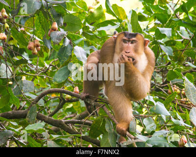 Monkey Business dans Danum Valley, Sabah, Bornéo comme ce cochon mâle macaque à queue se nourrit dans les arbres à l'extérieur de mon lodge Banque D'Images