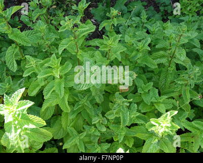 Mentha (également connu sous le nom de la menthe, du grec míntha) est une espèce de plantes de la famille des Lamiaceae Banque D'Images