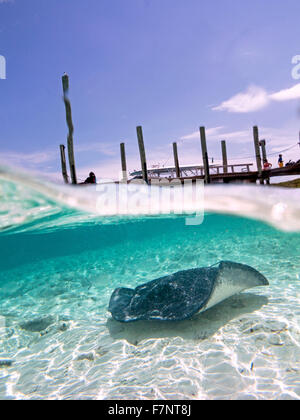 Le sud des raies dans Ship Channel Cay, Bahamas. Paradise Banque D'Images