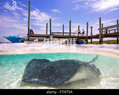 Le sud des raies dans Ship Channel Cay, Bahamas. Paradise Banque D'Images