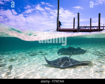 Le sud des raies dans Ship Channel Cay, Bahamas. Paradise Banque D'Images