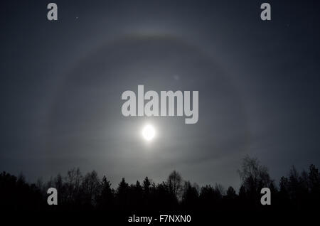 Belle bague ronde autour de la pleine lune derrière l'épinette noire de la forêt de l'arbre dans l'obscurité. Banque D'Images