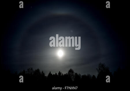 Belle bague ronde autour de la pleine lune derrière l'épinette noire de la forêt de l'arbre dans l'obscurité. Banque D'Images