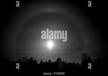 Belle bague ronde autour de la pleine lune derrière l'épinette noire de la forêt de l'arbre dans l'obscurité. Banque D'Images