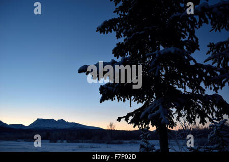 Montagne majestueuse, champ d'hiver blanc et une épinette en Décembre Banque D'Images