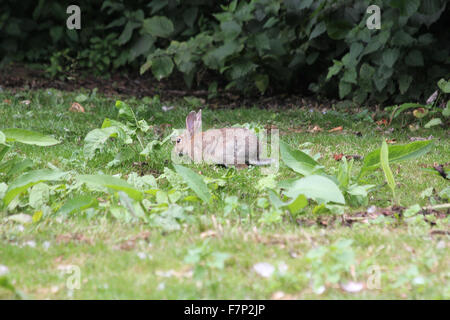 Lapin sauvage (Oryctolagus cuniculus) se nourrir dans l'herbe rugueuse avec station d'orties et feuilles Banque D'Images