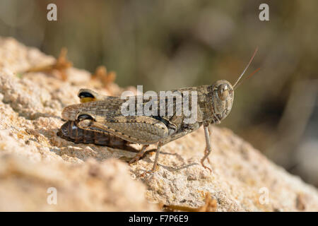 Criquet italien Calliptamus italicus reposant sur le roc Banque D'Images