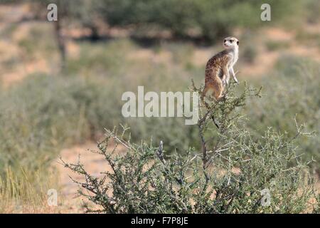 Meerkat (Suricata suricatta), femelle adulte debout au sommet d'un bush, Kgalagadi Transfrontier Park, Northern Cape, Afrique du Sud Banque D'Images
