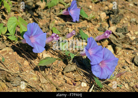 Blue Morning Glory - Ipomoea indica Fleur de jardin & Lutte contre les mauvaises herbes envahissantes de la Californie Banque D'Images