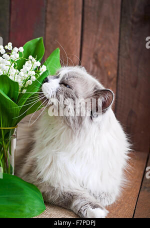 Race de chat Ragdoll et un vase de lis de la vallée sur un fond de bois Banque D'Images