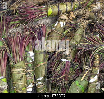 Le khat (Catha edulis) une plante originaire de la Corne de l'Afrique, est un stimulant semblable à l'amphétamine, qui est dit pour provoquer l'excitation, la perte d'appétit et de l'euphorie. Banque D'Images