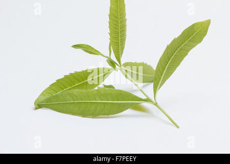 Verveine odorante (Aloysia citrodora) branche sur fond blanc Banque D'Images