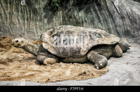Tortue géante d'Aldabra (Aldabrachelys gigantea). Thème des animaux. Les espèces animales menacées. Banque D'Images