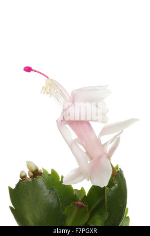 Blanc et rose pastel cactus de Noël, Schlubergera, flower isolated on white Banque D'Images