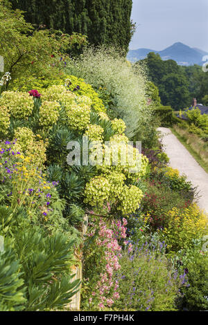 Avis de tumbling euphorbes sur une terrasse mur à Powis, Powys, Pays de Galles, en juillet. Banque D'Images