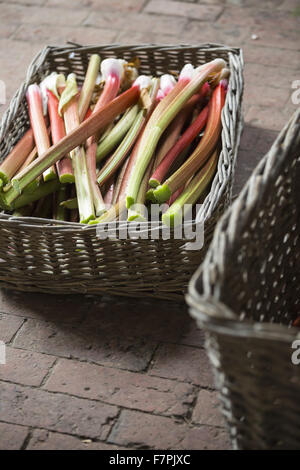 La rhubarbe fraîchement cueillis dans un panier produit à Clumber Park, Nottinghamshire Banque D'Images