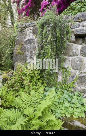 Cour pavée à côté de la maison de Plas yn, * Plusieurs autres calvaires parsèment Gwynedd. Doté d''auto-ensemencement de géraniums, hypericums et fougères avec des azalées et romarin de fin ci-dessus. Banque D'Images