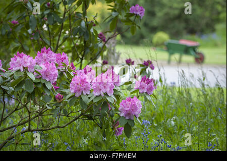 Les jardins au printemps à Rufford Old Hall, Lancashire. Rufford Old Hall est de plus de 500 ans, et les jardins sont de style victorien. Banque D'Images