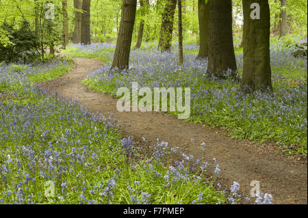 Les jardins au printemps à Rufford Old Hall, Lancashire. Rufford Old Hall est de plus de 500 ans, et les jardins sont de style victorien. Banque D'Images
