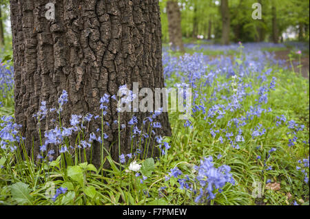 Les jardins au printemps à Rufford Old Hall, Lancashire. Rufford Old Hall est de plus de 500 ans, et les jardins sont de style victorien. Banque D'Images