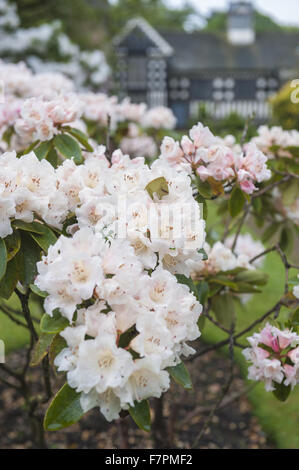 Les jardins au printemps à Rufford Old Hall, Lancashire. Rufford Old Hall est de plus de 500 ans, et les jardins sont de style victorien. Banque D'Images