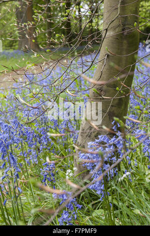 Les jardins au printemps à Rufford Old Hall, Lancashire. Rufford Old Hall est de plus de 500 ans, et les jardins sont de style victorien. Banque D'Images