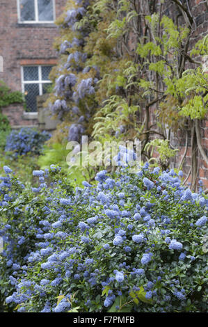 Les jardins au printemps à Rufford Old Hall, Lancashire. Rufford Old Hall est de plus de 500 ans, et les jardins sont de style victorien. Banque D'Images