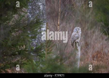 Chouette de l'Oural (Strix uralensis), Europe Banque D'Images