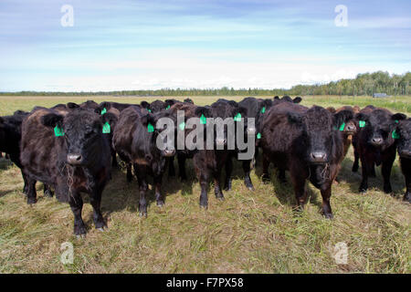 Galloway X Black Angus beef bovins en pâturage. Banque D'Images