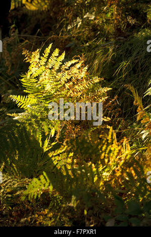 De plus en plus Dewerstone Bracken, bois dans la haute vallée de Plym, Dartmoor National Park, Devon. Banque D'Images