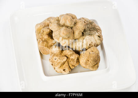 Beaucoup de truffes blanches du Piémont sur plaque en céramique placée sur un fond blanc Banque D'Images